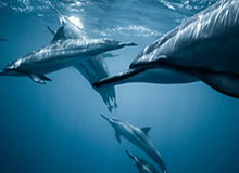 博鱼体育入口-华体会官方网站：开启体育热爱的新纪元